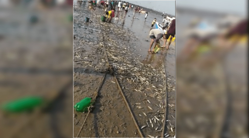 Fishermen flock to Arnala beach near Virar to catch tarli fish
