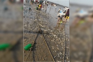 Fishermen flock to Arnala beach near Virar to catch tarli fish
