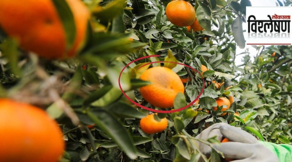 विश्लेषण: विदर्भातील संत्र्यांवर कशाची संक्रांत? संत्री बागांवर पडणारा कोळशी रोग किती घातक?