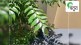 Uses and benefits of curry leaves