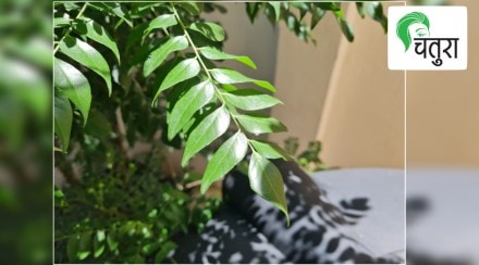 Uses and benefits of curry leaves