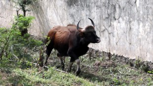 bull urinates farmer booked news