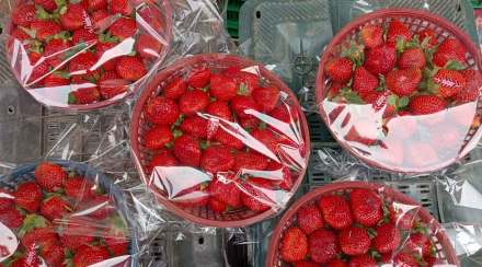 स्ट्रॉबेरी
photo source : loksatta photo