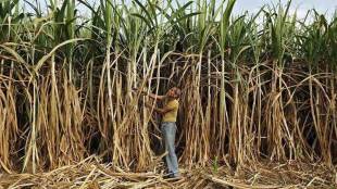 sugarcane workers near Maharashtra Karnataka border,