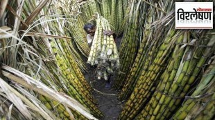 sugarcane producing farmers