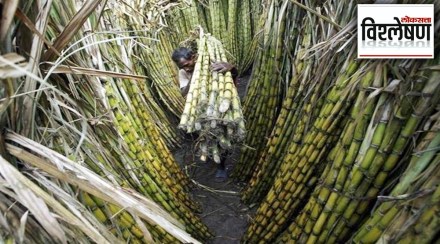 sugarcane producing farmers