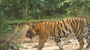 tigress gives birth to cubs