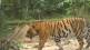 tigress gives birth to cubs