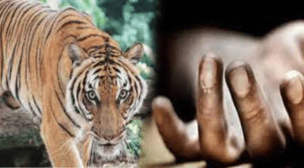Chandrapur, tiger attack