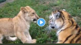 Viral video Lion cub and baby tiger meets for the first time see what happens next