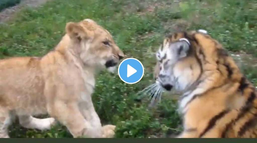Viral video Lion cub and baby tiger meets for the first time see what happens next