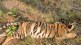 death of four tiger cubs, Tadoba,