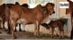 How do cows and sheep contribute to climate change Bill Gates Invest 12 Million Dollars To Reduce Methane Project Explained