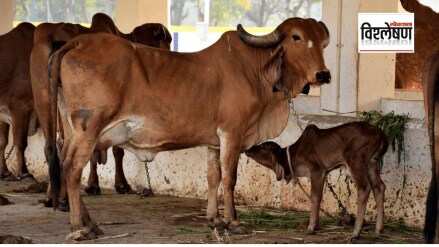 How do cows and sheep contribute to climate change Bill Gates Invest 12 Million Dollars To Reduce Methane Project Explained