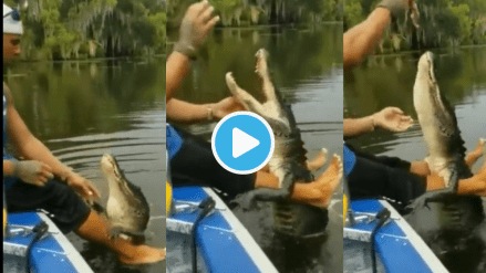 Video Man Feeding Hungry Crocodile By Lifting Her on Legs Check What She Does After Eating Shocking Clip Viral