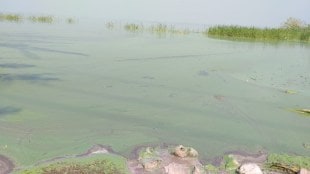 Water pollution in Ujani dam