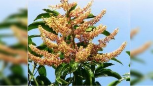 Mango crop affected by cloudy weather in Uran