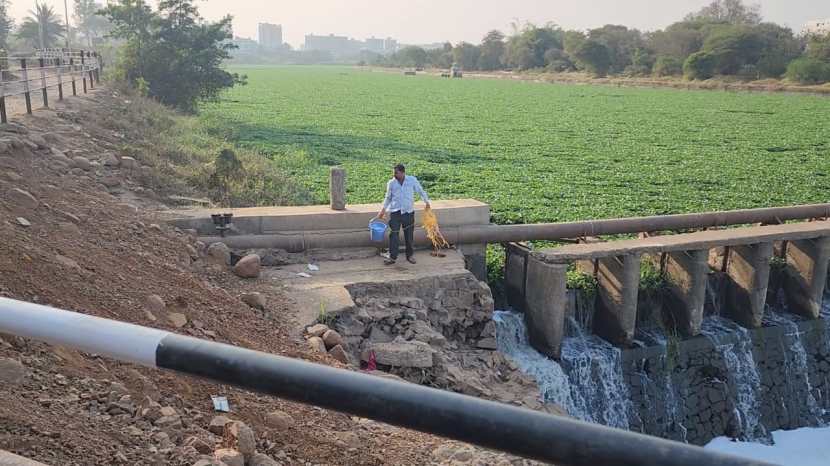 आधीच जलपर्णीने इंद्रायणीचा श्वास गुदमरत आहे,आता त्यात जलप्रदूषणाची भर पडली असून अवघ्या नदी पात्रात फेसच-फेस दिसत आहे.रसायनयुक्त पाणी सोडल्याने नदीची अशी अवस्था झाल्याचे बोलले जात आहे.