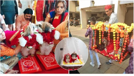 A unique marriage of two dogs in navi mumbai