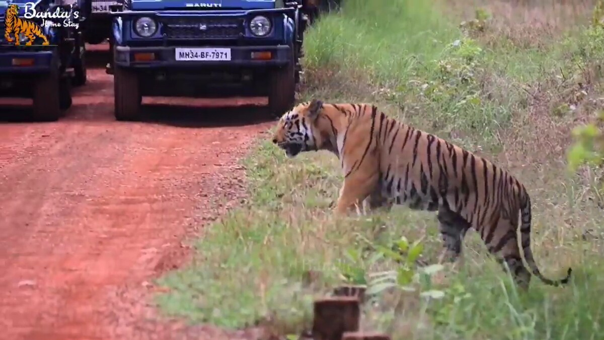 Tadoba Bajrang Male Tiger Information Photos