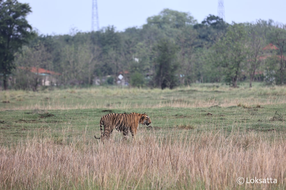 Tadoba Bajrang Male Tiger Information Photos