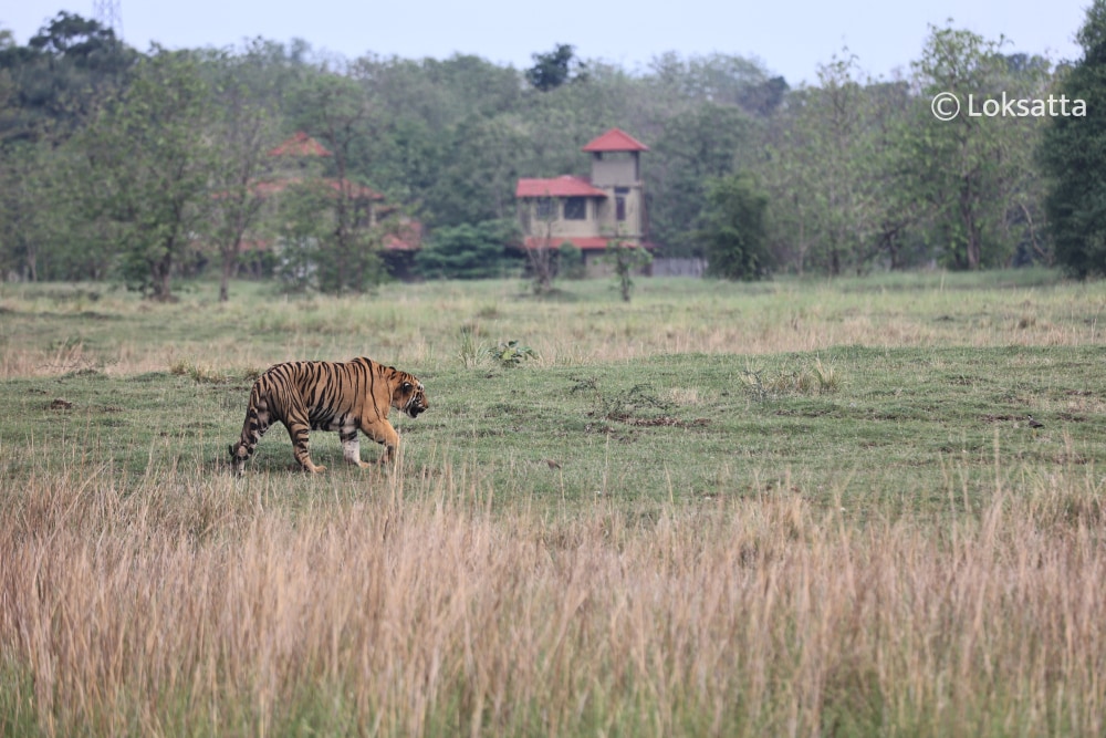 Tadoba Bajrang Male Tiger Information Photos