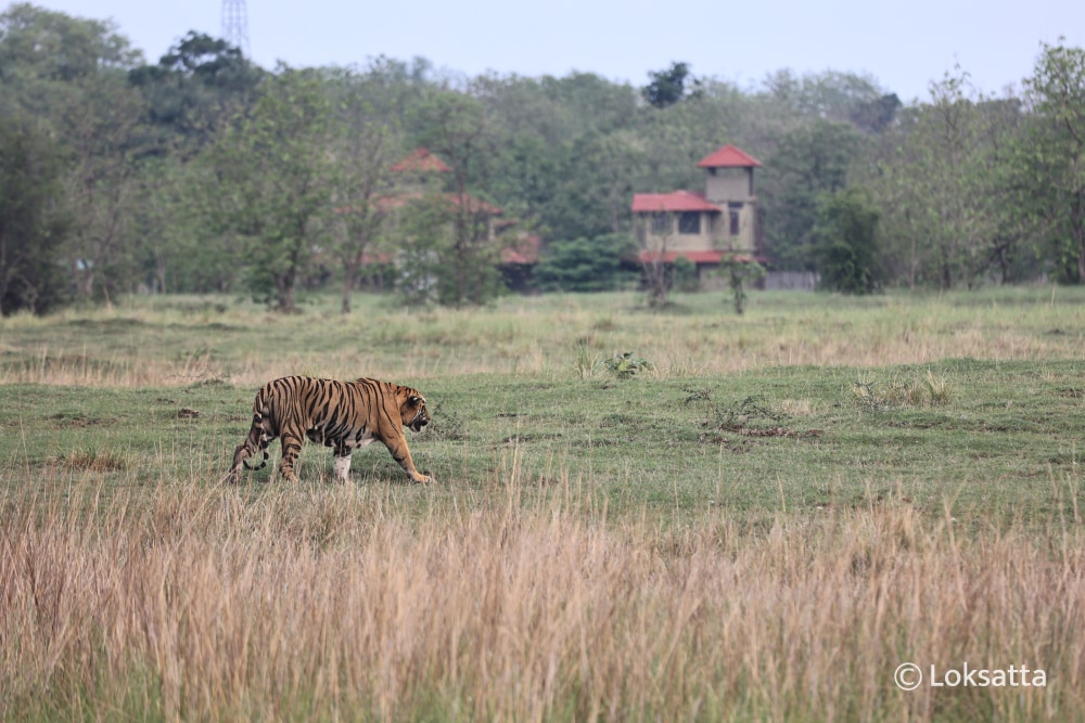 Tadoba Bajrang Male Tiger Information Photos