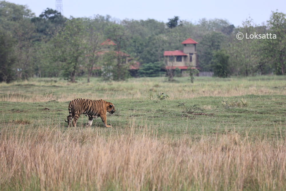 Tadoba Bajrang Male Tiger Information Photos