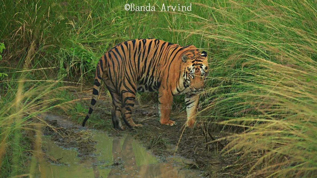 Tadoba Bajrang Male Tiger Information Photos