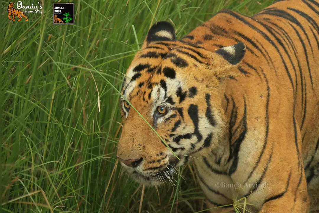 Tadoba Bajrang Male Tiger Information Photos