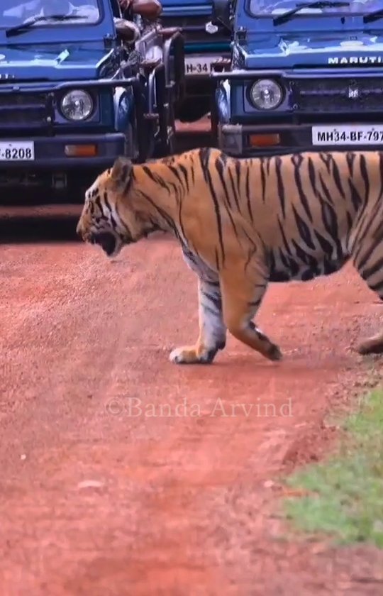 Tadoba Bajrang Male Tiger Information Photos