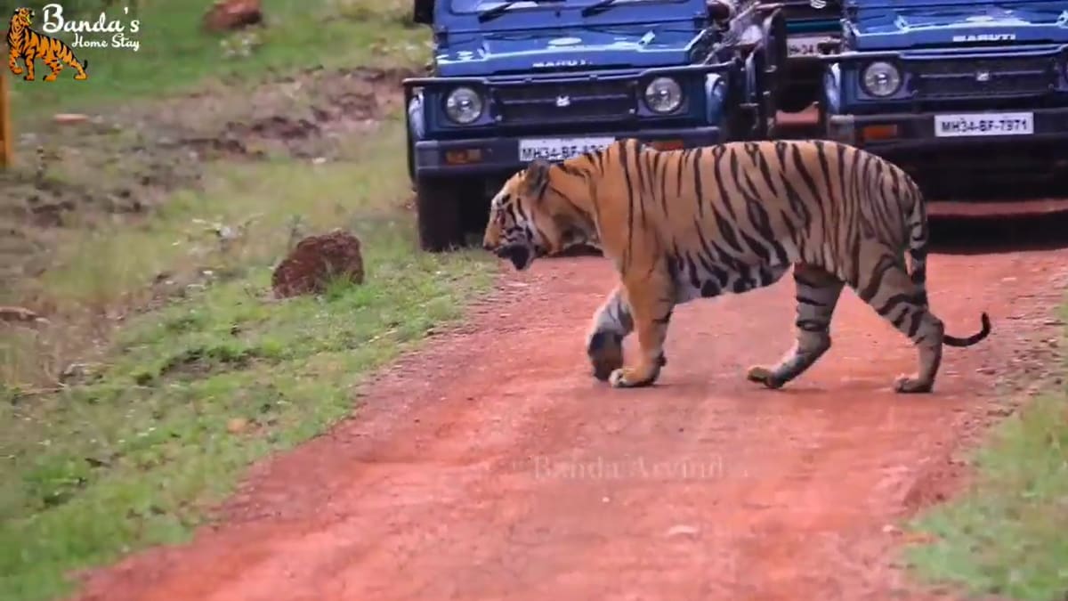 Tadoba Bajrang Male Tiger Information Photos