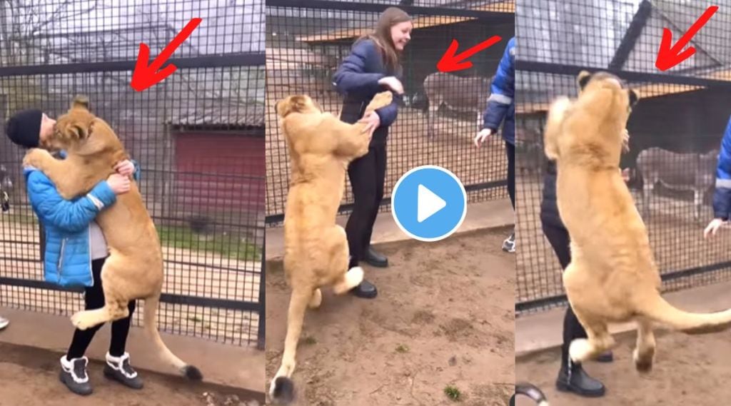 Children enters in lion cage viral video on Instagram