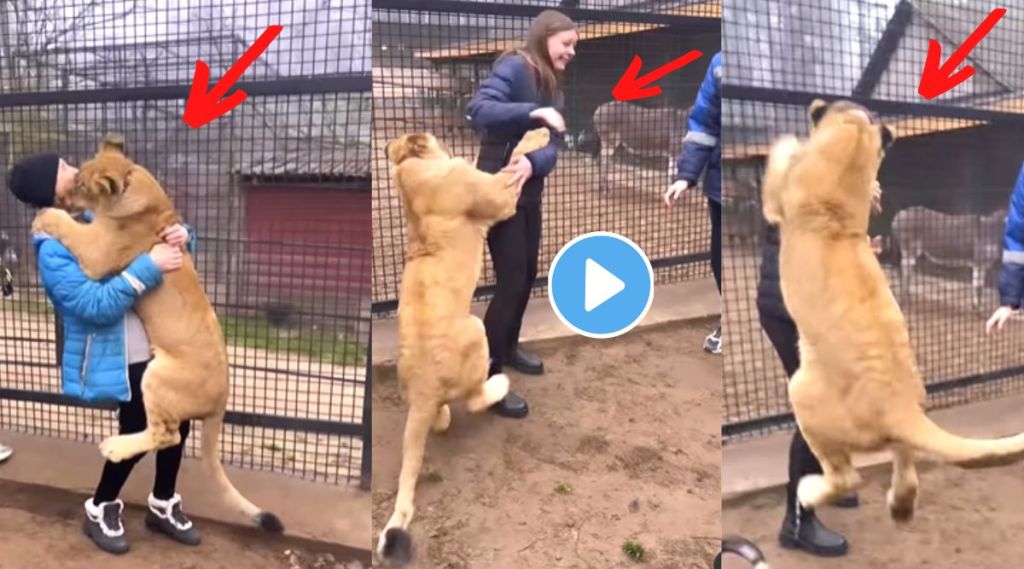 Children enters in lion cage viral video on Instagram