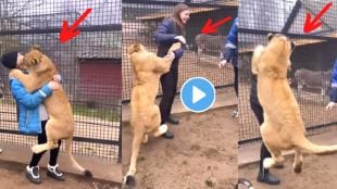Children enters in lion cage viral video on Instagram