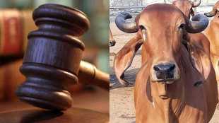 Court on Cow
