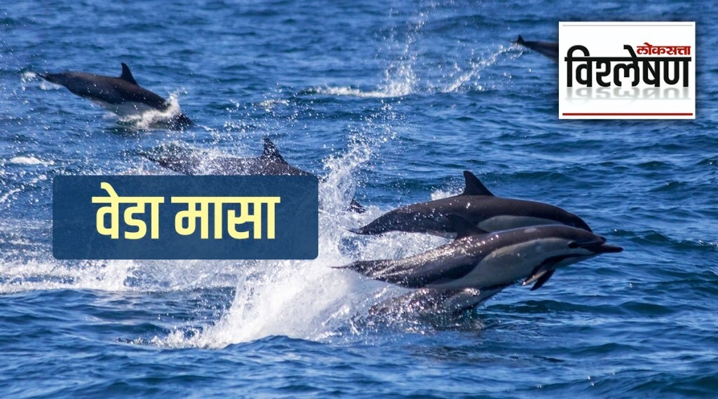 Dolphin Fish