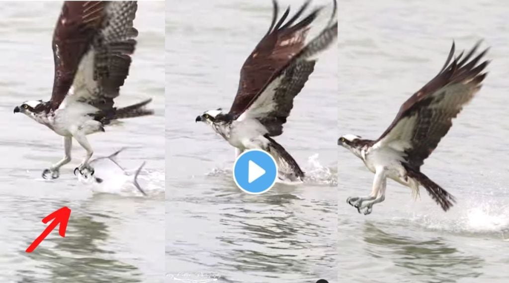 Eagle Catches Pomfret Fish Viral Video On Instagram