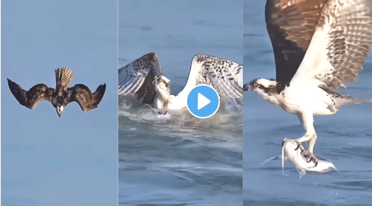 Eagle catches fish viral video on Instagram