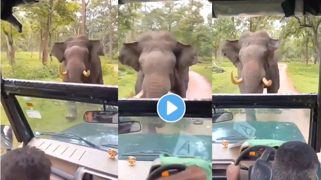 Elephant Attack Viral Video On Instagram
