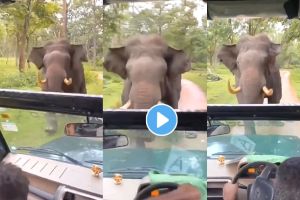 Elephant Attack Viral Video On Instagram