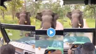 Elephant Attack Viral Video On Instagram