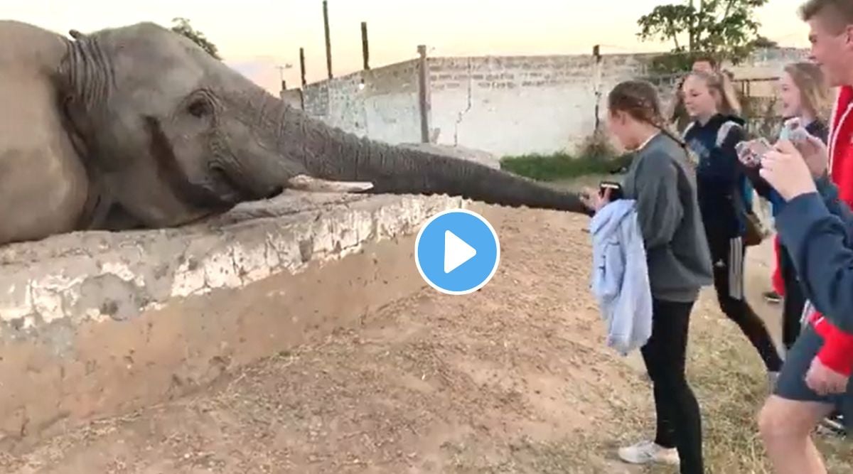 Elephant Viral Video on Internet