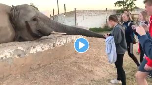 Elephant Viral Video on Internet