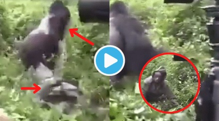 Video Huge Gorilla Grabs Legs Of Man Pulls Him In Jungle Does Something Unexpected Watch Shocking Clip Gone Viral