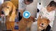 Viral Video Drunk Dog Creates Scene Goes Mad In party Share With your Friends Viral Animal Videos Trending