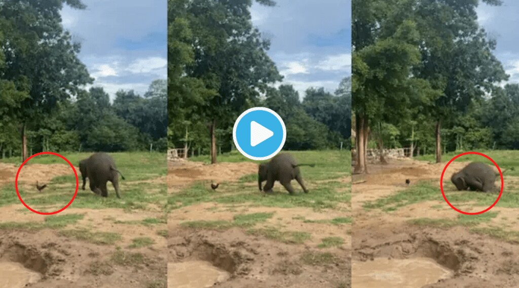 Video Elephant Runs Behind Chicken Falls In Mud Instant Tension Release Clip Goes Viral Animal