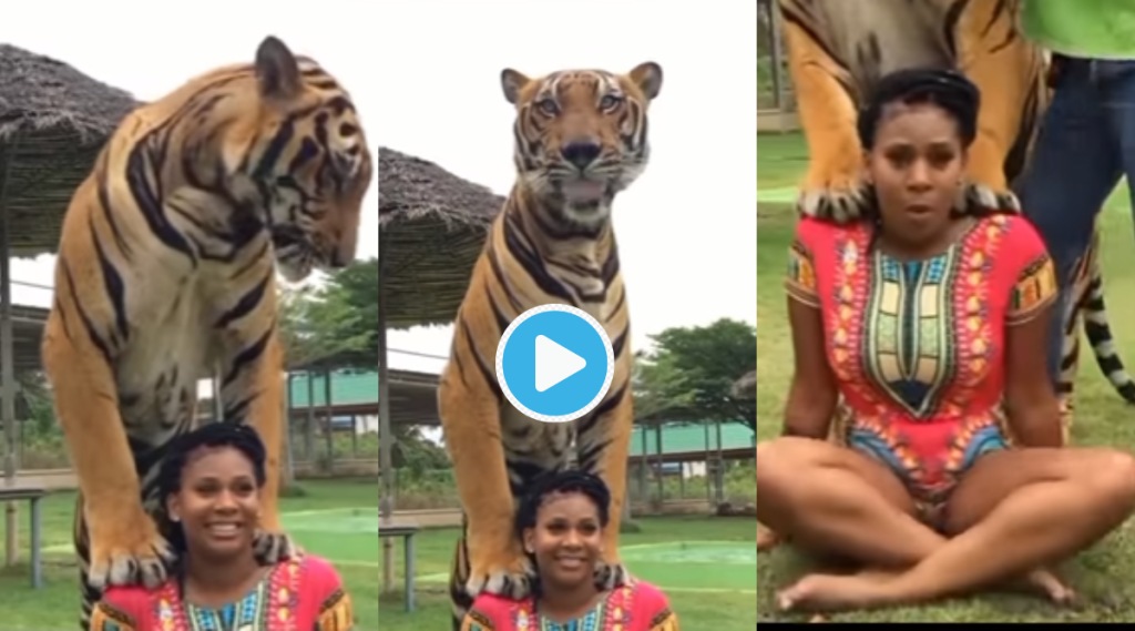 Video Women Carries Huge Tiger on Shoulder Tries To Feed Him Milk But Shocking Turn Of Event Viral Clip Trending