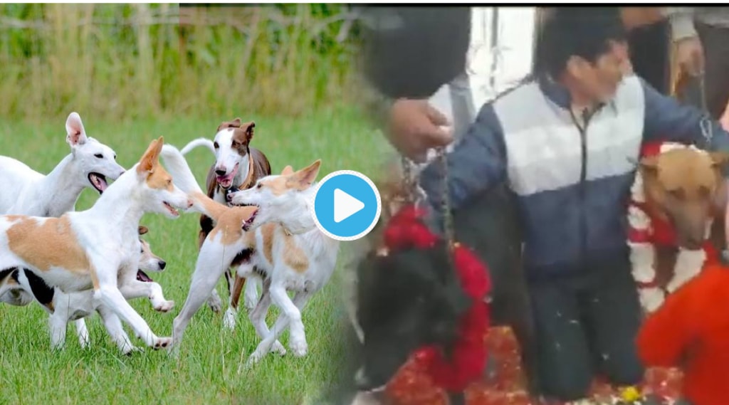 Video Dog Tom And Jelly get Married In Big Bang Indian Wedding Stray Dogs Get Huge Party Dance Viral
