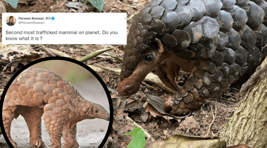IFS Officer Shares Photo Second Most Trafficked Animal On Planet Asks Users To Identify It Tweet Went viral